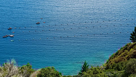 85.5% of fish stocks in New&nbsp;Zealand are considered sustainably fished.