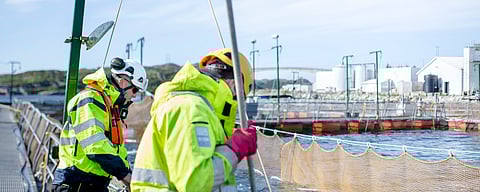 Lerøy employees at Brandasund's aquaculture site.