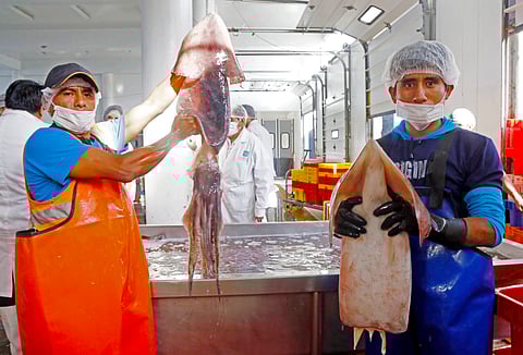 Two workers hold jumbo flying squid in Peru.