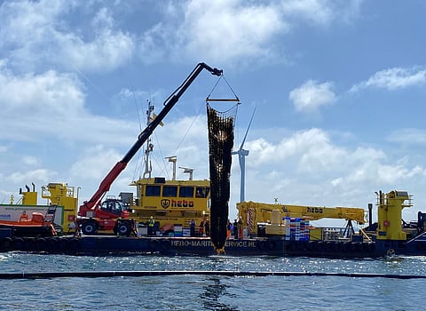Pictured: first seaweed harvest underway at North Sea Farm 1 located within the Hollandse Kust Zuid offshore wind park.