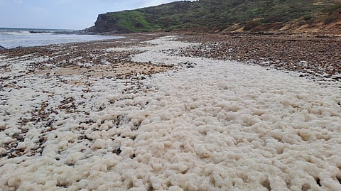 Harmful algal bloom in South Australia, July 2025.