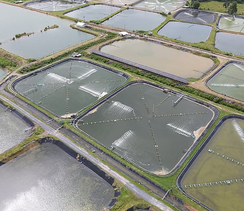 Shrimp farming can have a "significant" carbon footprint.