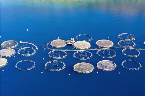 Aerial view Aquaculture floating fish farming. industry produce a sustainable animal protein