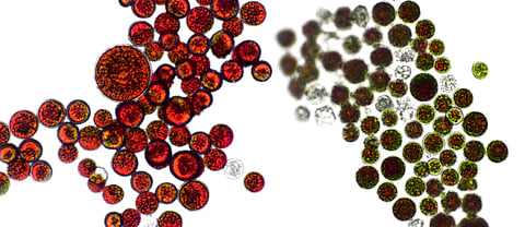 Active and resting cells contain, strong antioxidant, astaxanthin.