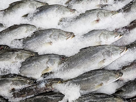 Fresh Barramundi Fish or Asian Sea Bass Displayed on a Bed of Ice at Market.