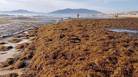 Accumulation of Invasive Algae in Tarifa.