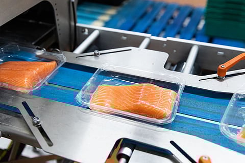 Salmon filleting line in Mowi's facility in Zaragoza, Aragon, Spain.
