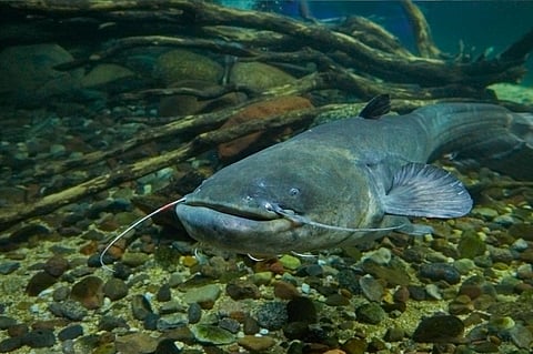 The consultation is open for 60 days, and covers catfish genera including&nbsp;Clarias, Heterobranchus, Ictalurus, Ameiurus and Silurus.