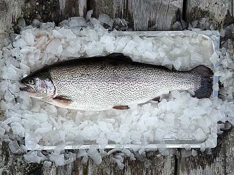 Swedish rainbow trout fed with "future feed" made with no marine ingredients.