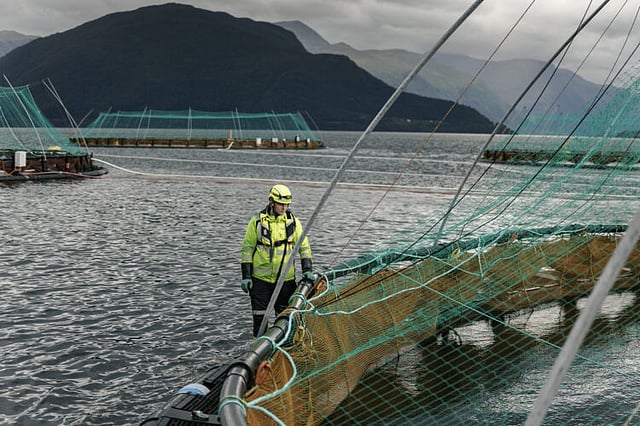 Atlantic cod to join ASC certification scheme in late 2025