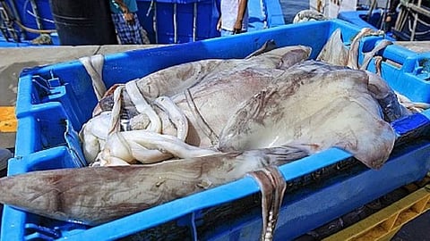 Jumbo flying squid landing in Peru. 