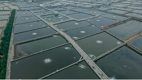 Cobia and dragon-tiger grouper producer Tuna Rich Trade & Fishery Co., Ltd. farm in Taiwan. 
