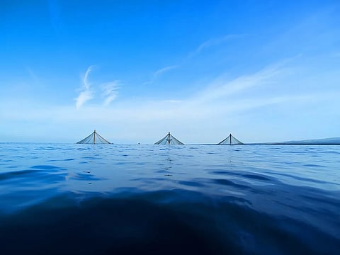 Blue Ocean Mariculture kanpachi farm in Kona, Hawaii.