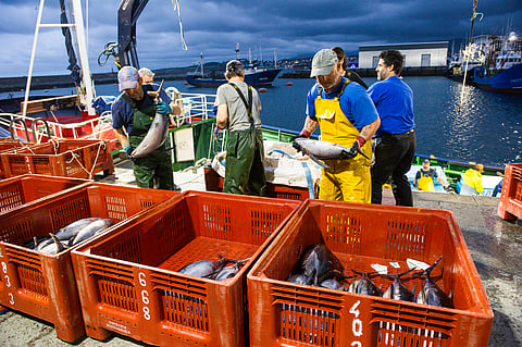 Spain's tuna quota consumption has reached 68.71%, confirming a successful latest fishing season.