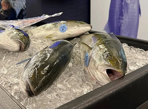 Farmed kingfish yellowtail at The Kingfish Company's booth in SENA 2025.