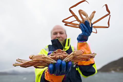 This industry&nbsp;is relatively young in Norway.