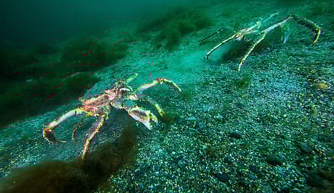 King crab Paralithodes camtschaticus in Norway. 