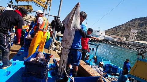 Peruvian artisanal fishermen landing jumbo flying squid.