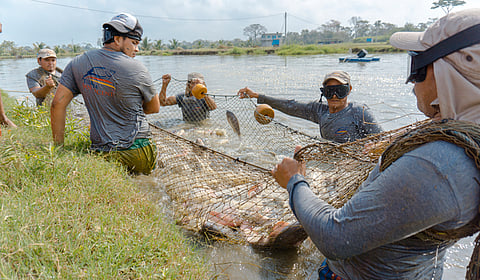 Mexican aquaculturists. 
