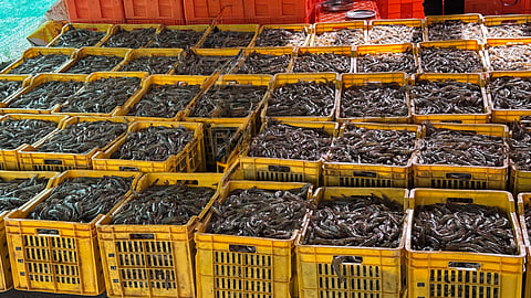 Kings Infra's activities include aquaculture, seafood processing, international trade of marine products, and aquaculture consultancy.