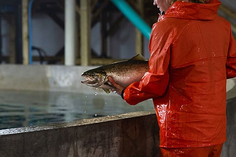 Sustainable Blue salmon in its Canadian land-based salmon farm. 