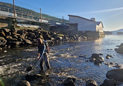 Electrofishing in a Norwegian river.