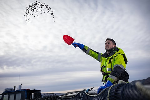 Scottish salmon became the UK’s largest food export.