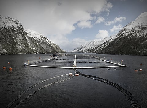 Nova Austral has been operating in the Magallanes and Chilean Antarctic Region for more than 15 years.