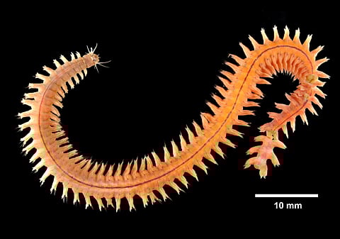 The IEO-CSIC protocol is the first to cover all stages of the Hediste life cycle.