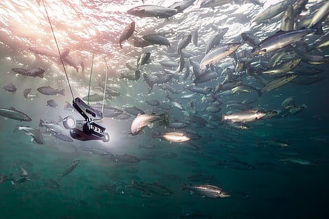 Recently,&nbsp;Aquabyte's fish welfare monitoring system gained approval from the Icelandic Authorities.