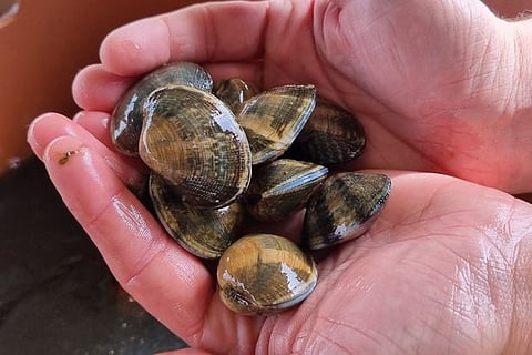 Manila clams.