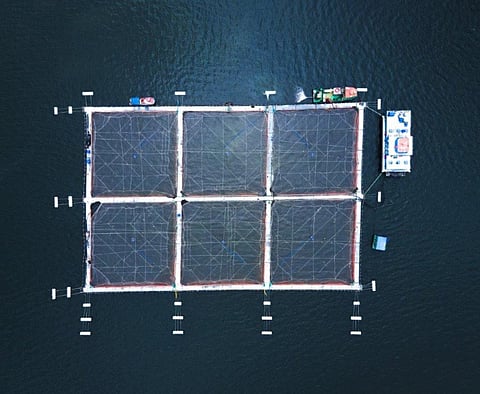 Intesal and the Monterey Bay Aquarium have led this initiative.