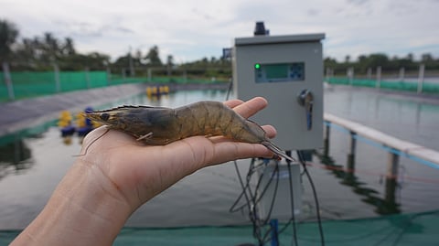 Assessing shrimp welfare.