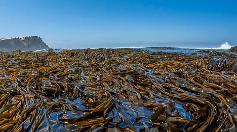 Macroalgae in Peru. 