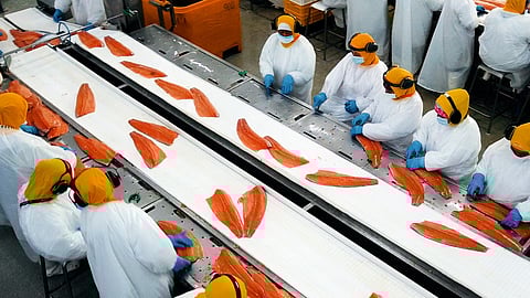Salmon filleting line at a processing plant in Chile. 