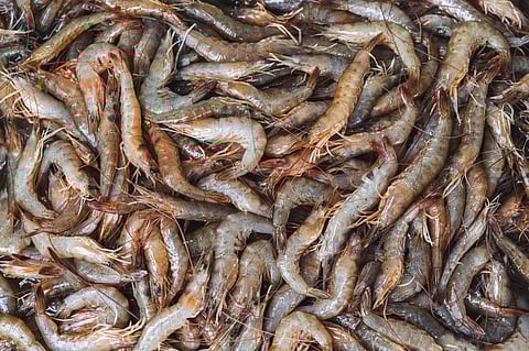 Trang Corporation also produces, processes, and exports seafood.