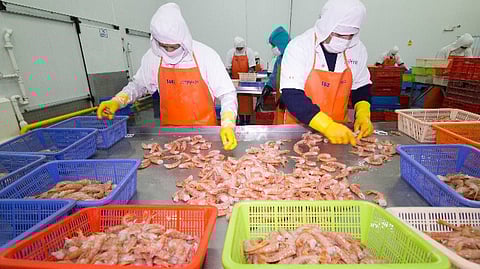 Shrimp processing in Peru. 