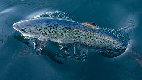 Salmon swimming in one of the pools at the Andfjord Salmon facility in Kvalnes, Andøya, Norway.