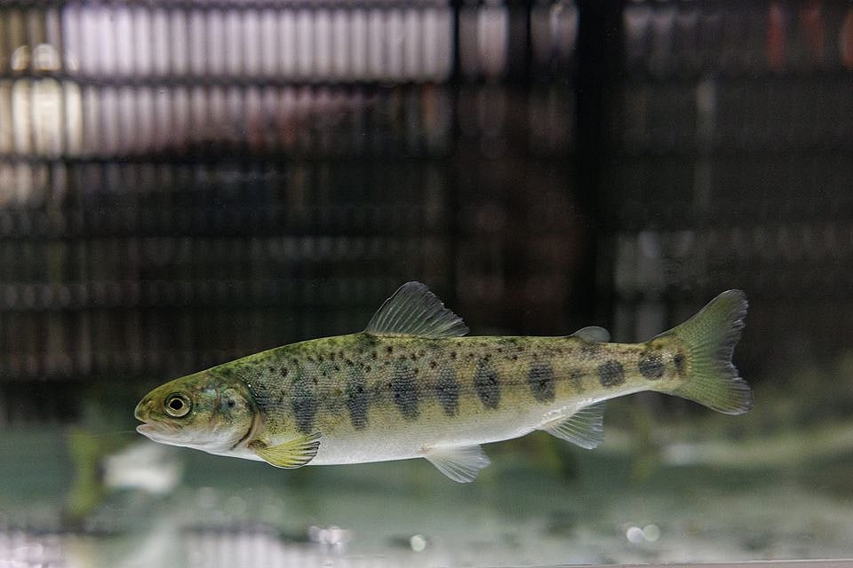 New Norwegian project to focus on hatchery fish welfare