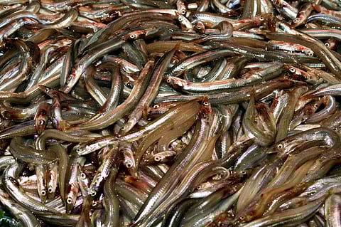 The original chanquete (Aphia minuta and similar species) suffered severe overexploitation for decades.