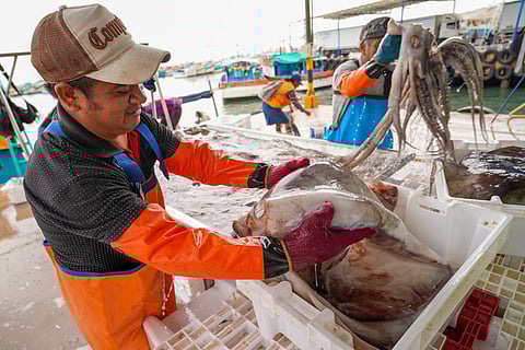 Peruvian fisherman holding a jumbo flying squid.
