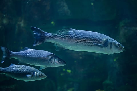 European seabass (Dicentrarchus labrax)