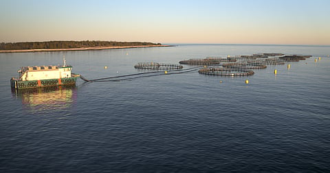 Cooke's subsidiary Kelly Cove Salmon's farm off Coffin Island in Liverpool Bay, Nova Scotia, Canada.