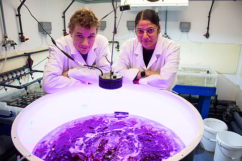  Dr Frederik De Boever and Dr&nbsp;Puja Kumar with tank-grown Palmaria palmata at SAMS lab facilities in Oban.