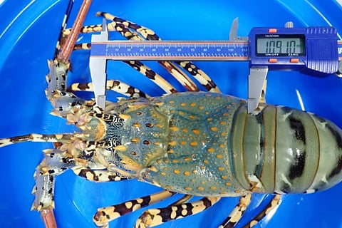 The farming of this species still depends on the collection of wild pueruli and juveniles.