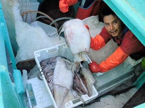 The agreement boosts cooperation between producer countries&nbsp;(Peru, Chile, Ecuador, and Mexico) and Spain's processing industry.