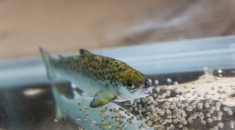 The project is funded by the Norwegian Seafood Research Fund (FHF).