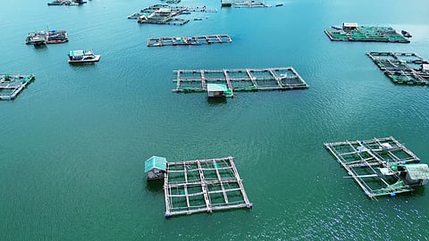 Fish farm with cages for fish and shrimp.