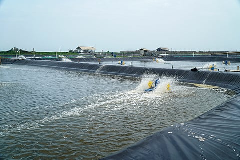 AquaExchange develops digital tools designed to support shrimp and fish farmers.