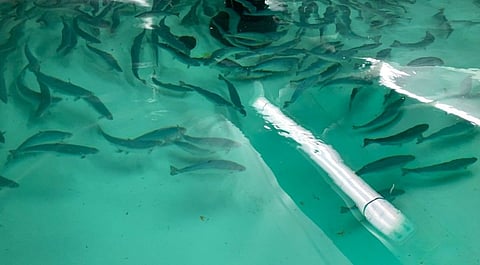 Cflow designs and builds complete solutions to ensure high fish welfare and quality in fisheries and aquaculture.